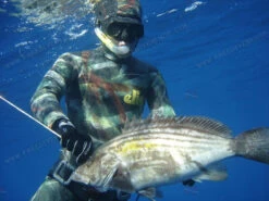 Elios Smoothskin Benthos Camouflage Wetsuit -Diving Supplies Store benthos 2010 2