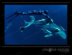 Elios Corifena Camouflage - Tailor Made Wetsuit -Diving Supplies Store corifena spot 3 1