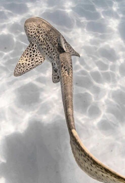 SlipIns Leopard Shark Dive/Surf Skin -Diving Supplies Store endangered leopard shark 001 upsized 2400x