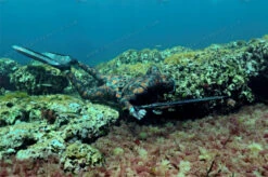 Elios Reef Camouflage - Tailor Made Wetsuit -Diving Supplies Store image1 4