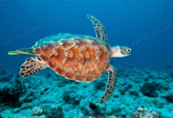 SlipIns Hawksbill Sea Turtle Dive/Surf Skin -Diving Supplies Store screen shot 2019 06 02 at 10.15.28 am 2400x
